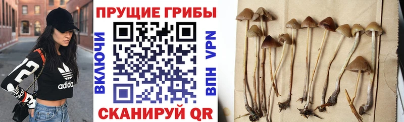 Галлюциногенные грибы Psilocybe  Борзя 